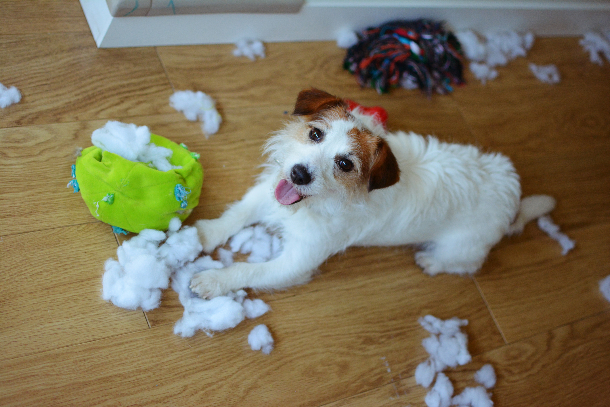 dog destroys stuffed toys