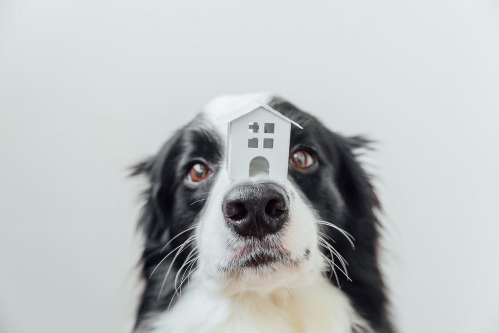Dog with a house miniature on its nose
